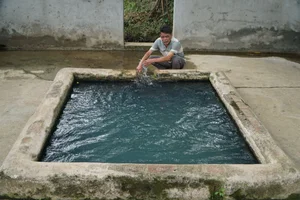 The Mysterious 'Fairy Wells' and the Legend of the Grateful Snake Spirit - image 2