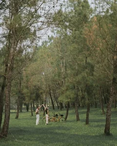 Walking Through the Ancient Pine Forest at Gia Long Tomb in Hue - image 8