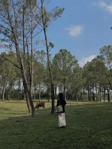 Walking Through the Ancient Pine Forest at Gia Long Tomb in Hue - image 2