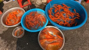 Hanoi’s Largest Fish Market Buzzes Ahead of Kitchen Gods’ Day - image 9