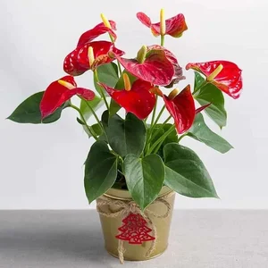 5 Stunning Small Red Flowering Plants to Brighten Your Home for Lunar New Year and Bring Prosperity to Your Living Space - image 10