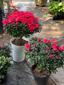 5 Stunning Small Red Flowering Plants to Brighten Your Home for Lunar New Year and Bring Prosperity to Your Living Space - image 3