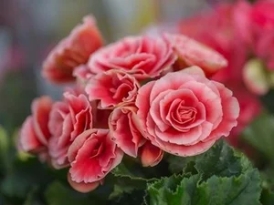 5 Stunning Small Red Flowering Plants to Brighten Your Home for Lunar New Year and Bring Prosperity to Your Living Space - image 6