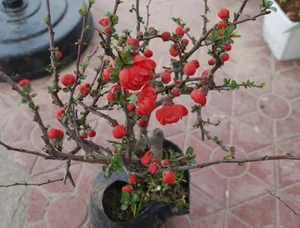 5 Stunning Small Red Flowering Plants to Brighten Your Home for Lunar New Year and Bring Prosperity to Your Living Space - image 8