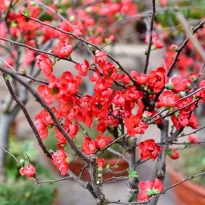 5 Stunning Small Red Flowering Plants to Brighten Your Home for Lunar New Year and Bring Prosperity to Your Living Space - image 4