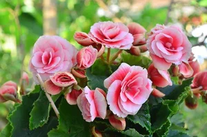 5 Stunning Small Red Flowering Plants to Brighten Your Home for Lunar New Year and Bring Prosperity to Your Living Space - image 0