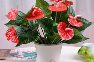5 Stunning Small Red Flowering Plants to Brighten Your Home for Lunar New Year and Bring Prosperity to Your Living Space - image 9