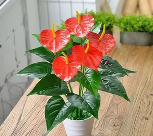 5 Stunning Small Red Flowering Plants to Brighten Your Home for Lunar New Year and Bring Prosperity to Your Living Space - image 1