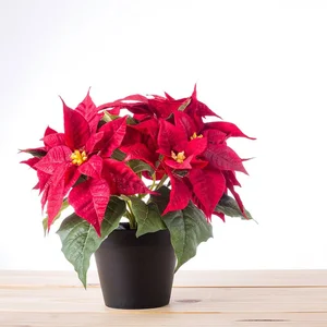 5 Stunning Small Red Flowering Plants to Brighten Your Home for Lunar New Year and Bring Prosperity to Your Living Space - image 2