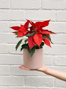 5 Stunning Small Red Flowering Plants to Brighten Your Home for Lunar New Year and Bring Prosperity to Your Living Space - image 7