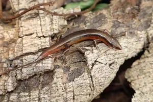 Unique New Lizard Species Discovered in Vu Quang National Park Biodiversity Research - image 3
