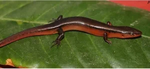 Unique New Lizard Species Discovered in Vu Quang National Park Biodiversity Research - image 2