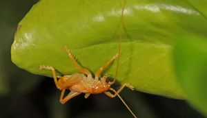 Fascinating World of Insects: Exploring the Diversity of Grasshoppers and Crickets - image 3