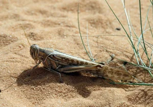 Fascinating World of Insects: Exploring the Diversity of Grasshoppers and Crickets - image 9