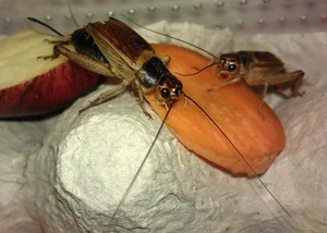 Fascinating World of Insects: Exploring the Diversity of Grasshoppers and Crickets - image 5