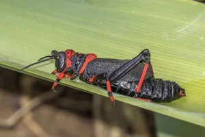 Fascinating World of Insects: Exploring the Diversity of Grasshoppers and Crickets - image 2