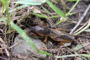 Fascinating World of Insects: Exploring the Diversity of Grasshoppers and Crickets - image 7