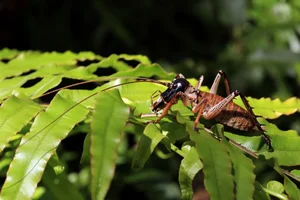 Fascinating World of Insects: Exploring the Diversity of Grasshoppers and Crickets - image 1