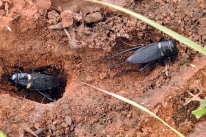 Fascinating World of Insects: Exploring the Diversity of Grasshoppers and Crickets - image 6