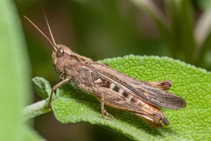 Fascinating World of Insects: Exploring the Diversity of Grasshoppers and Crickets - image 4