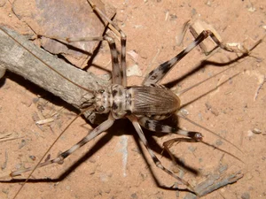 Fascinating World of Insects: Exploring the Diversity of Grasshoppers and Crickets - image 0