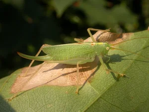 Fascinating World of Insects: Exploring the Diversity of Grasshoppers and Crickets - image 8