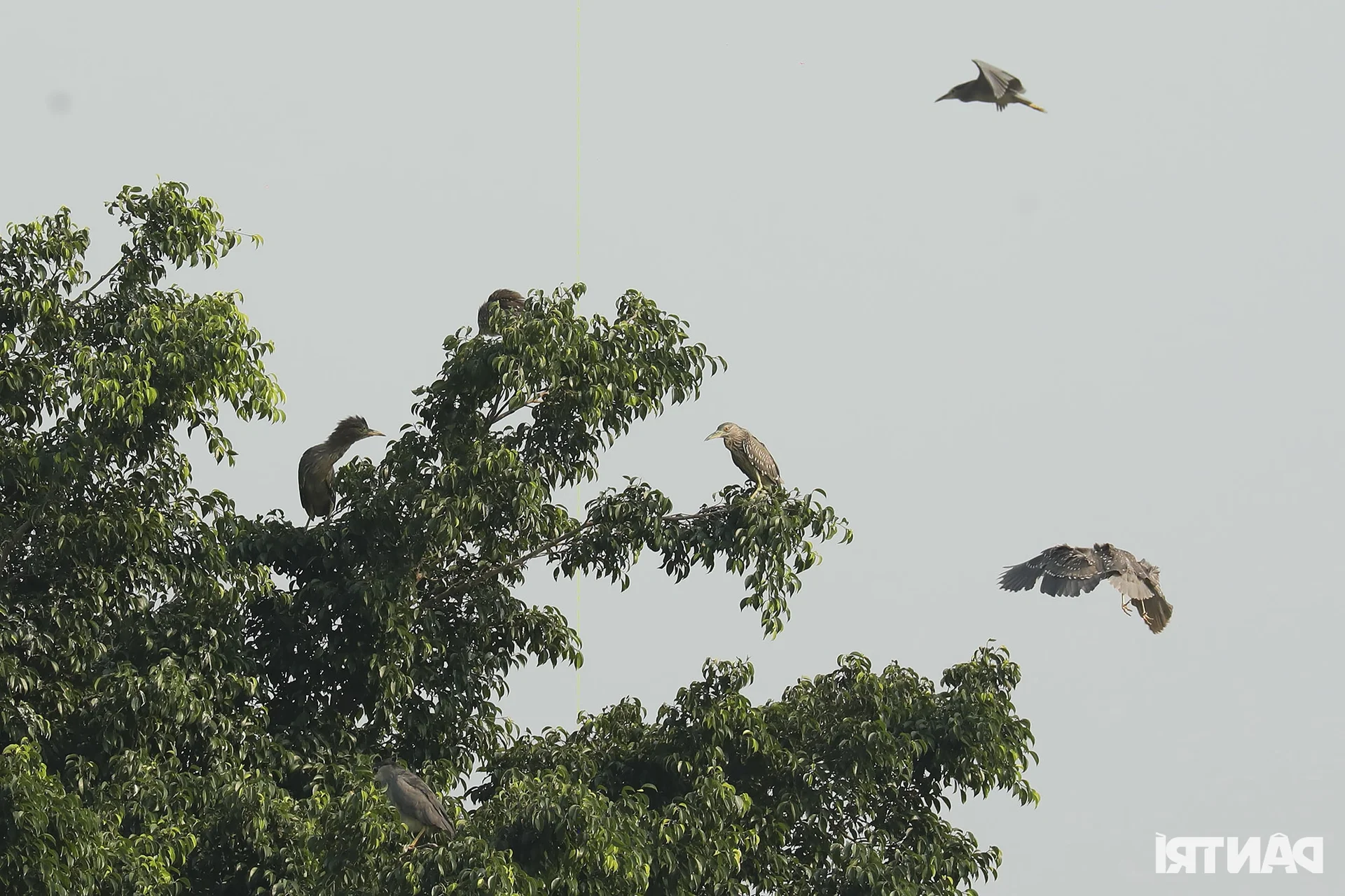 Wild Birds Flock to Hanoi, Filling the Skies Over West Lake