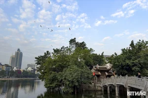 Wild Birds Flock to Hanoi, Filling the Skies Over West Lake - image 11