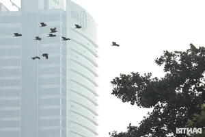 Wild Birds Flock to Hanoi, Filling the Skies Over West Lake - image 12