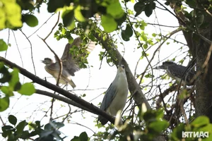 Wild Birds Flock to Hanoi, Filling the Skies Over West Lake - image 3
