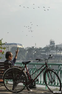Wild Birds Flock to Hanoi, Filling the Skies Over West Lake - image 10