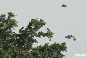 Wild Birds Flock to Hanoi, Filling the Skies Over West Lake - image 0