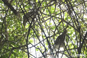 Wild Birds Flock to Hanoi, Filling the Skies Over West Lake - image 13