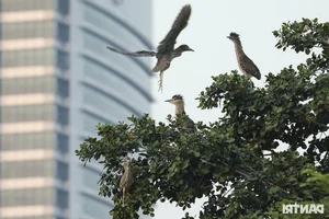 Wild Birds Flock to Hanoi, Filling the Skies Over West Lake - image 5