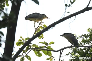 Wild Birds Flock to Hanoi, Filling the Skies Over West Lake - image 15