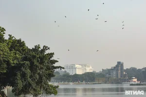 Wild Birds Flock to Hanoi, Filling the Skies Over West Lake - image 7