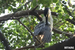 Wild Birds Flock to Hanoi, Filling the Skies Over West Lake - image 2