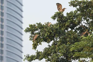 Wild Birds Flock to Hanoi, Filling the Skies Over West Lake - image 1