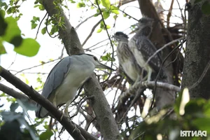 Wild Birds Flock to Hanoi, Filling the Skies Over West Lake - image 4