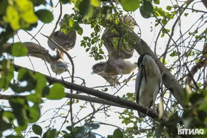 Wild Birds Flock to Hanoi, Filling the Skies Over West Lake - image 9