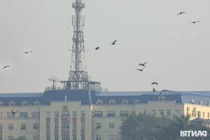 Wild Birds Flock to Hanoi, Filling the Skies Over West Lake - image 8