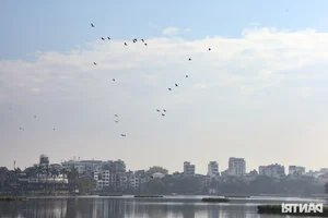 Wild Birds Flock to Hanoi, Filling the Skies Over West Lake - image 6