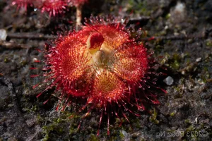 The Fascinating Hunting Mechanism of Vietnam's Sundew Plant: Nature's Sticky Trap - image 6