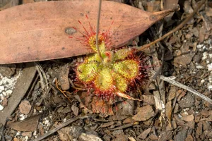 The Fascinating Hunting Mechanism of Vietnam's Sundew Plant: Nature's Sticky Trap - image 7