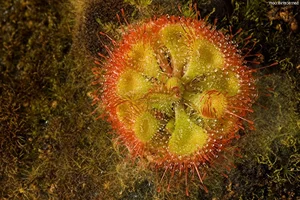 The Fascinating Hunting Mechanism of Vietnam's Sundew Plant: Nature's Sticky Trap - image 3