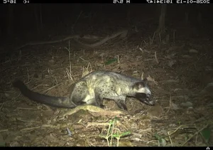 Wildlife Wonders: Camera Traps Capture 27 Rare Species in My Son Forest - image 2
