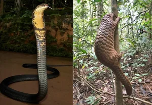 Wildlife Wonders: Camera Traps Capture 27 Rare Species in My Son Forest - image 3