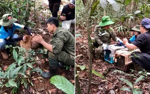 Wildlife Wonders: Camera Traps Capture 27 Rare Species in My Son Forest - image 1