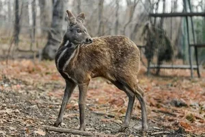 Rare and Endangered Animal Species Unexpectedly Reappears in Vietnam - image 3