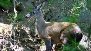 Rare and Endangered Animal Species Unexpectedly Reappears in Vietnam - image 2